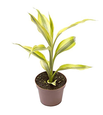 Dracaena sandreana