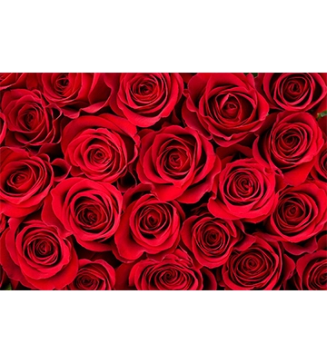 Red roses