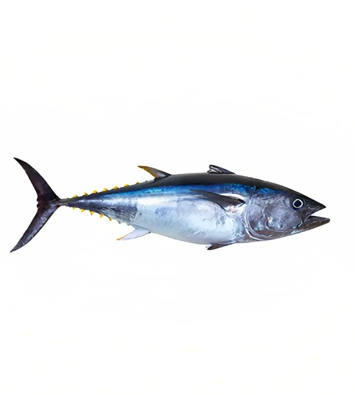 Tuna