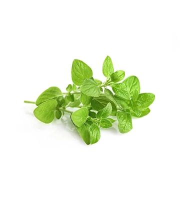 Oregano