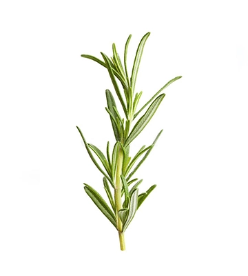 Rosemary