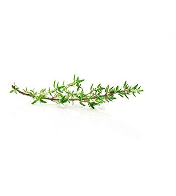 Thyme